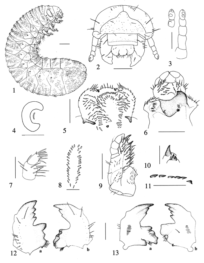 New Larval Descriptions for Two Species of Euphoria Burmeister ...