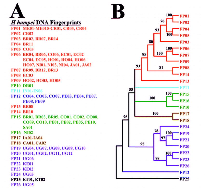 Biodiversity and Biogeography of an Important Inbred Pest of Coffee ...