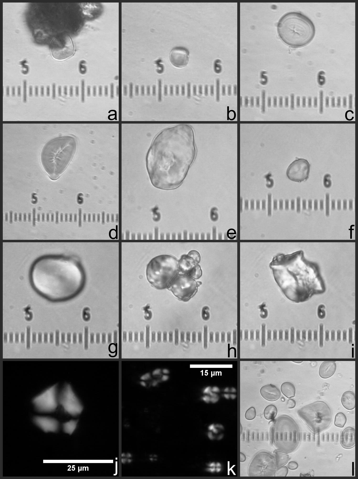 Airborne Starch Granules as a Potential Contamination Source at ...