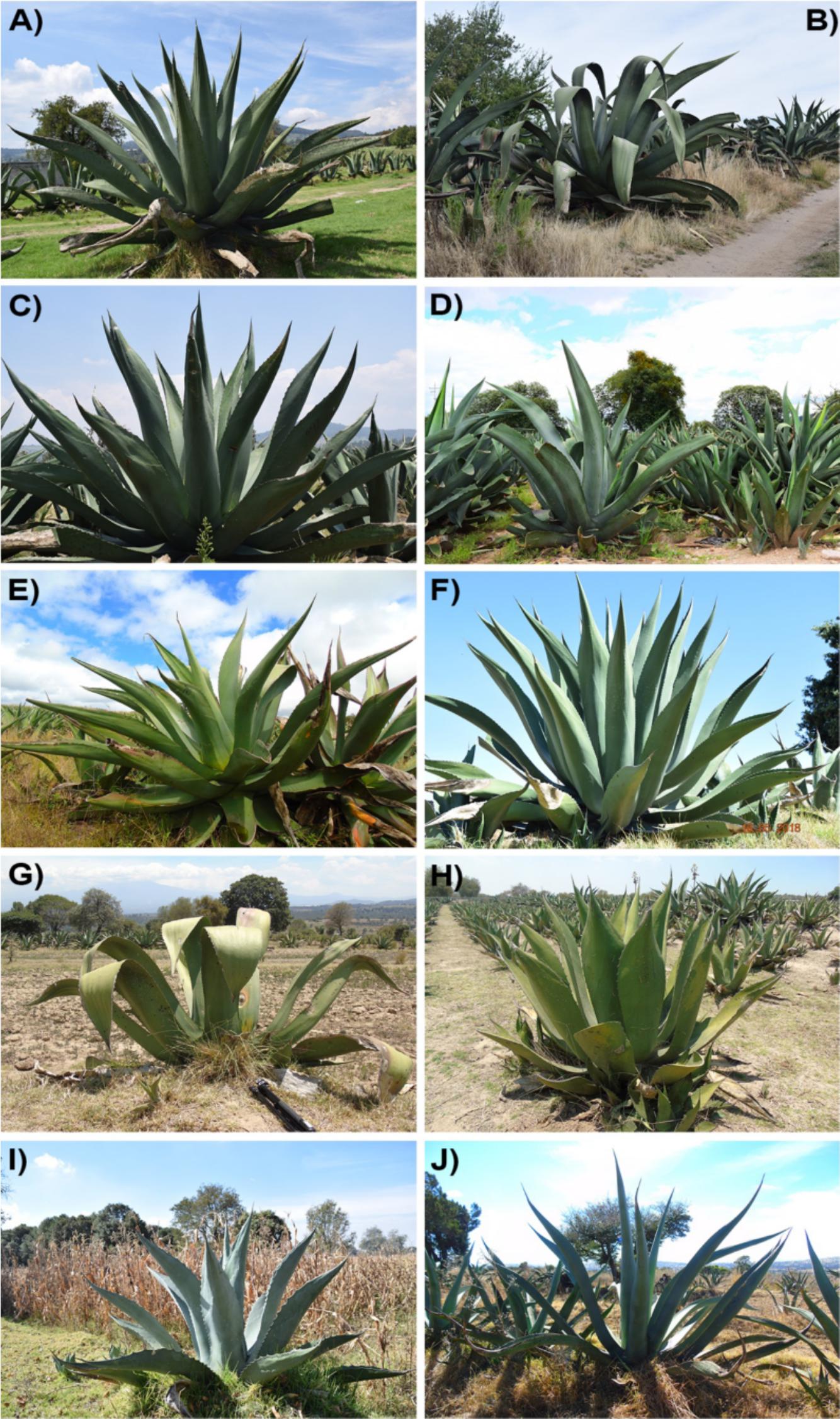 Differentiating Knowledge of Agave Landraces, Uses, and Management in  Nanacamilpa, Tlaxcala