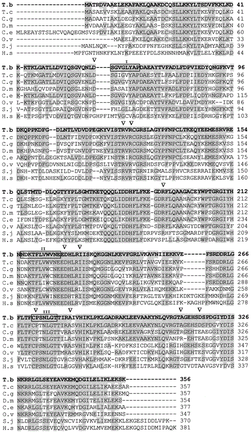 Arginine Kinase A Common Feature For Management Of Energy Reserves In African And American Flagellated Trypanosomatids