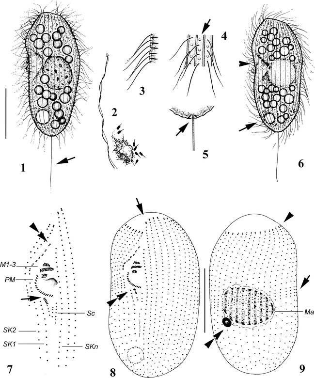 Dexiotrichides pangi n. sp. (Protozoa, Ciliophora, Scuticociliatia), a ...