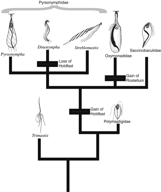 Molecular Phylogeny of Three Oxymonad Genera: Pyrsonympha, Dinenympha ...