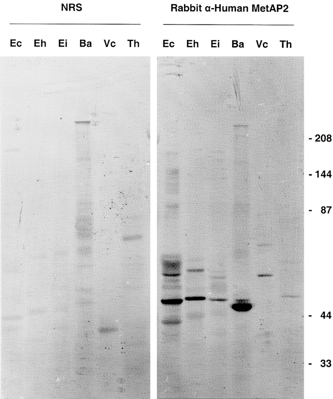 Methionine Aminopeptidase 2 Expression in Microsporidia