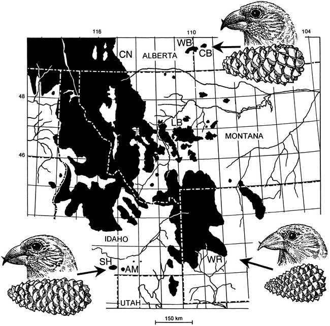 THE INFLUENCE OF A COMPETITOR ON THE GEOGRAPHIC MOSAIC OF