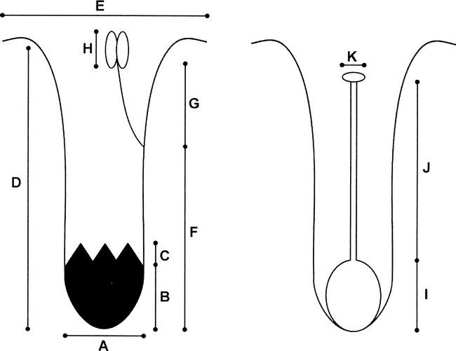 Floral Morphometrics And The Evolution Of Sexual Dimorphism In Lycium Solanaceae