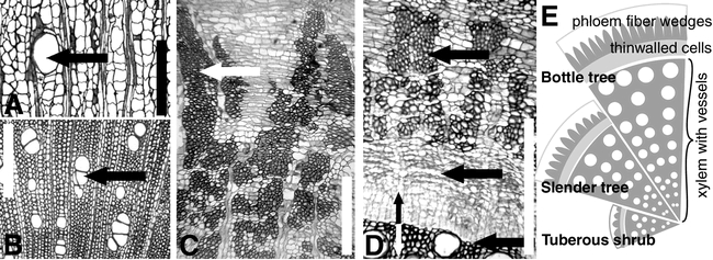 USING HETEROCHRONY TO DETECT MODULARITY IN THE EVOLUTION OF STEM ...