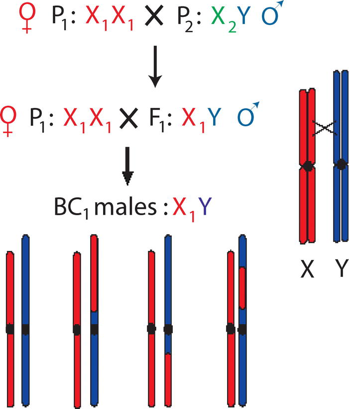 SELECTIVE TRADE-OFFS AND SEX-CHROMOSOME EVOLUTION IN SILENE LATIFOLIA