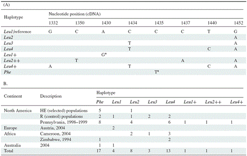 A Worldwide Polymorphism In Aldehyde Dehydrogenase In - 