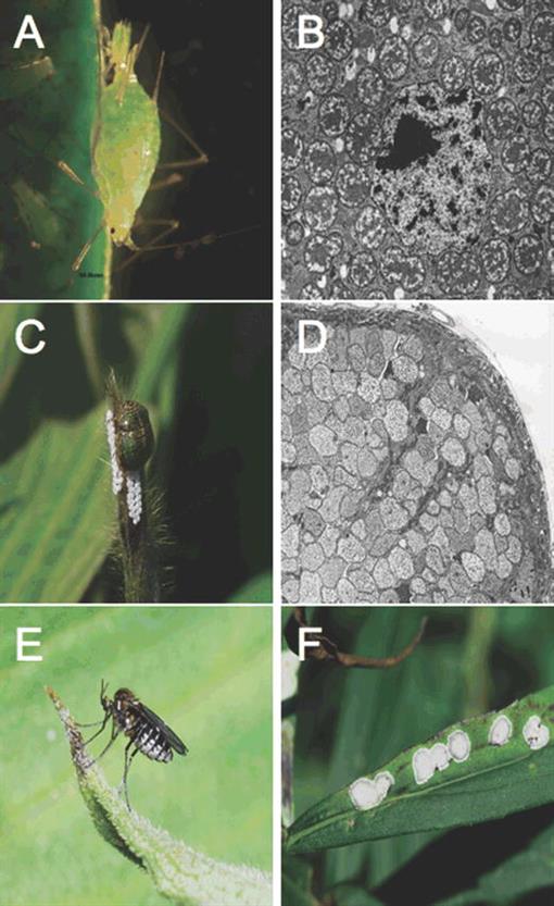 Phytophagous Insect–Microbe Mutualisms And Adaptive Evolutionary ...