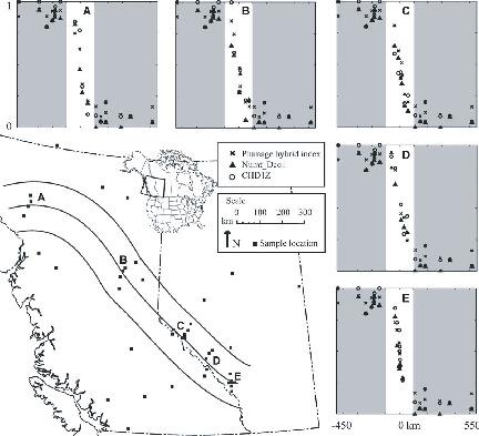 Incipient Speciation Despite Little Assortative Mating The Yellow Rumped Warbler Hybrid Zone