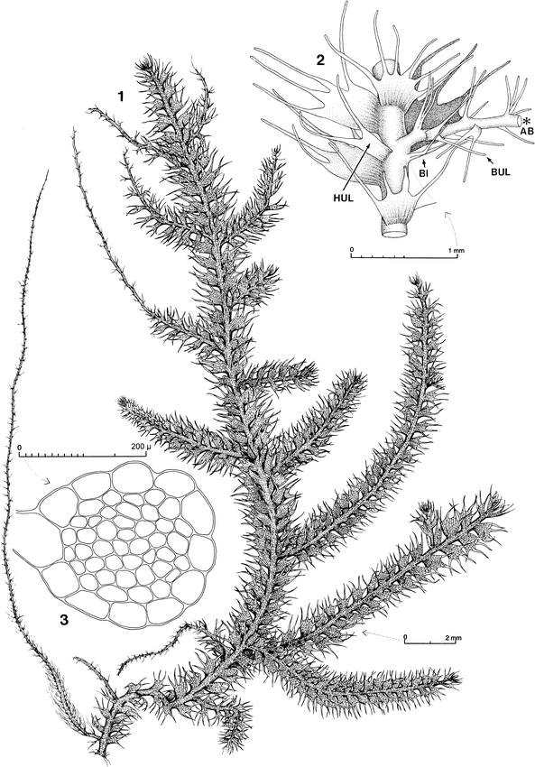 https://bioone.org/journals/fieldiana-botany/volume-2004/issue-44/0015-0746(2004)44[1:AHATAP]2.0.CO;2/Austral-Hepaticae-35-A-Taxonomic-and-Phylogenetic-Study-of-Telaranea/10.3158/0015-0746(2004)44[1:AHATAP]2.0.CO;2.full