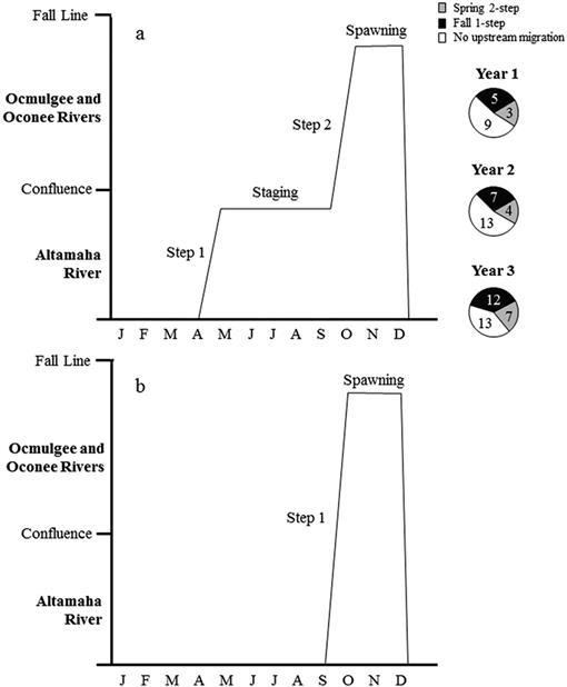 Annual Spawning Migrations Of Adult Atlantic Sturgeon In The - 