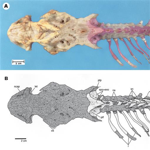 Skeletal Anatomy of the Shortnose Sturgeon, Acipenser brevirostrum