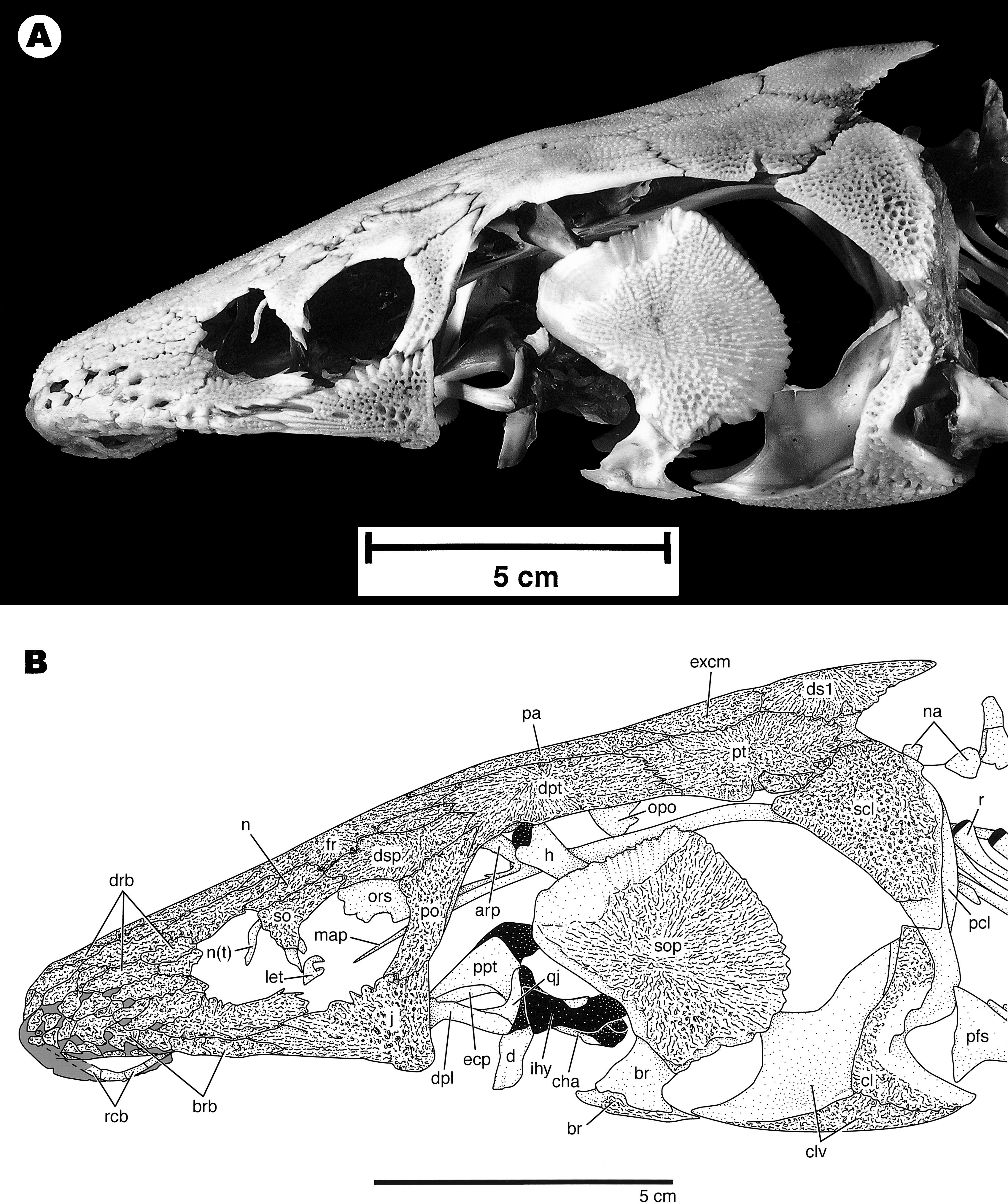 Skeletal Anatomy of the Shortnose Sturgeon, Acipenser brevirostrum ...