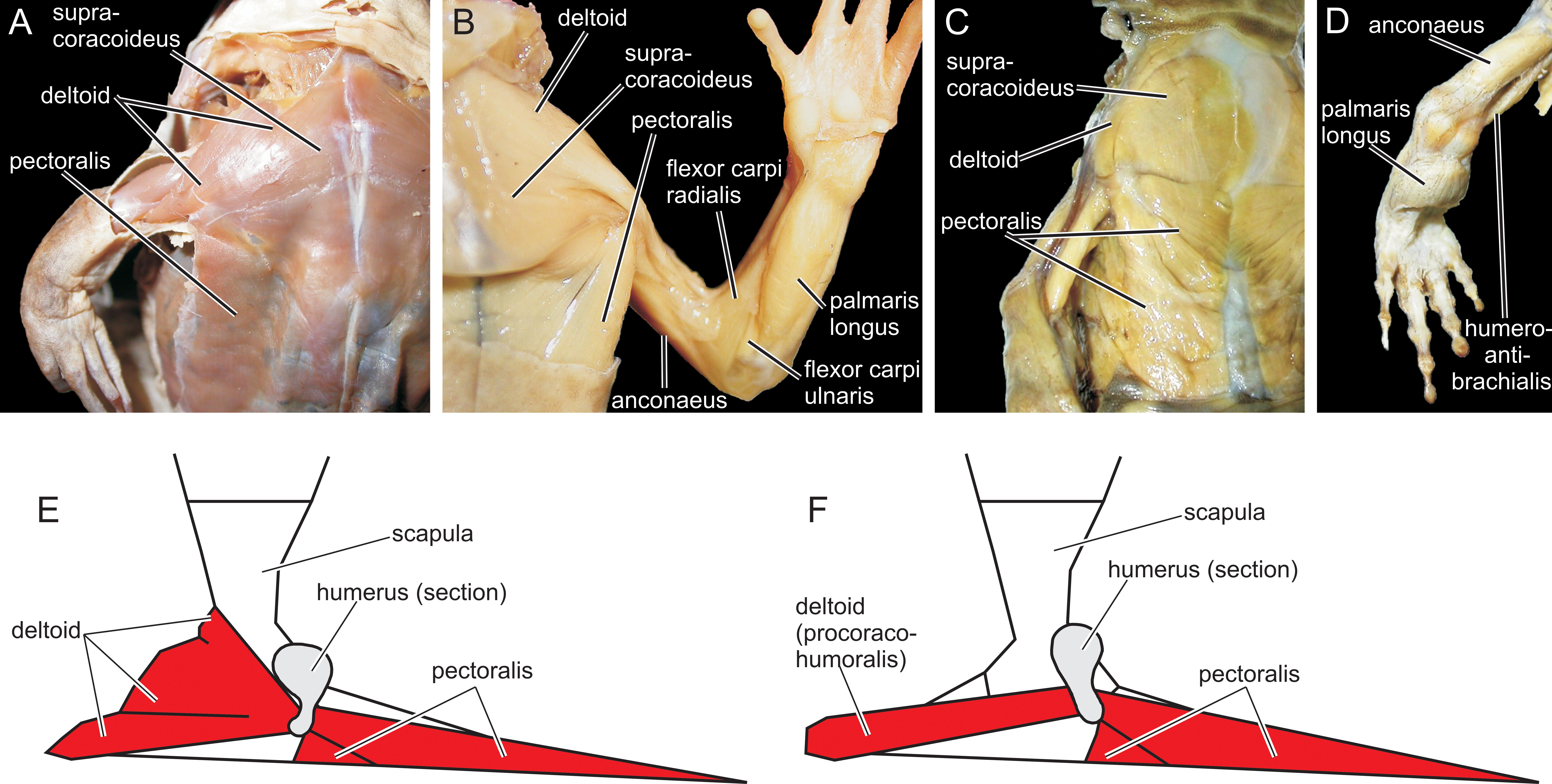 The pectoral girdle and forelimb of a ranid anuran. Left lateral view.