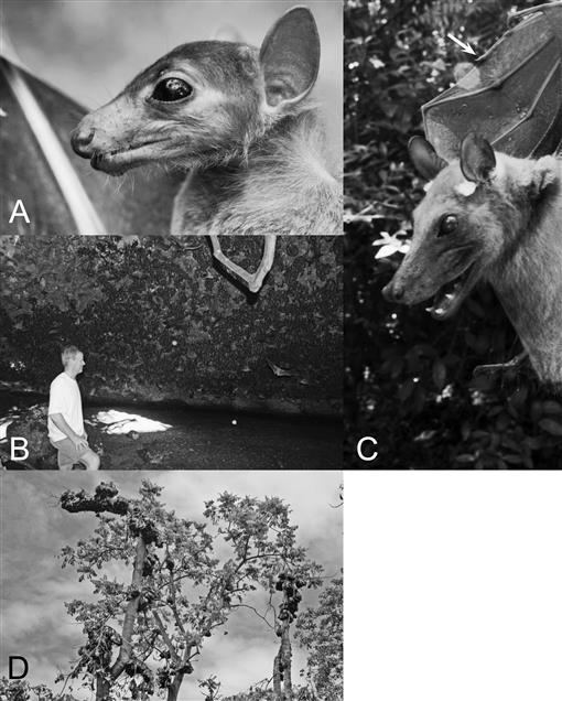 Keys to the Bats (Mammalia: Chiroptera) of East Africa