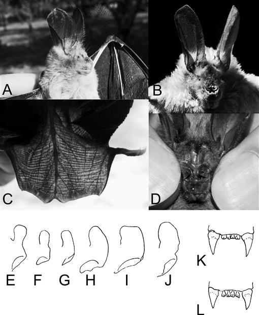 Keys to the Bats (Mammalia Chiroptera) of East Africa photo