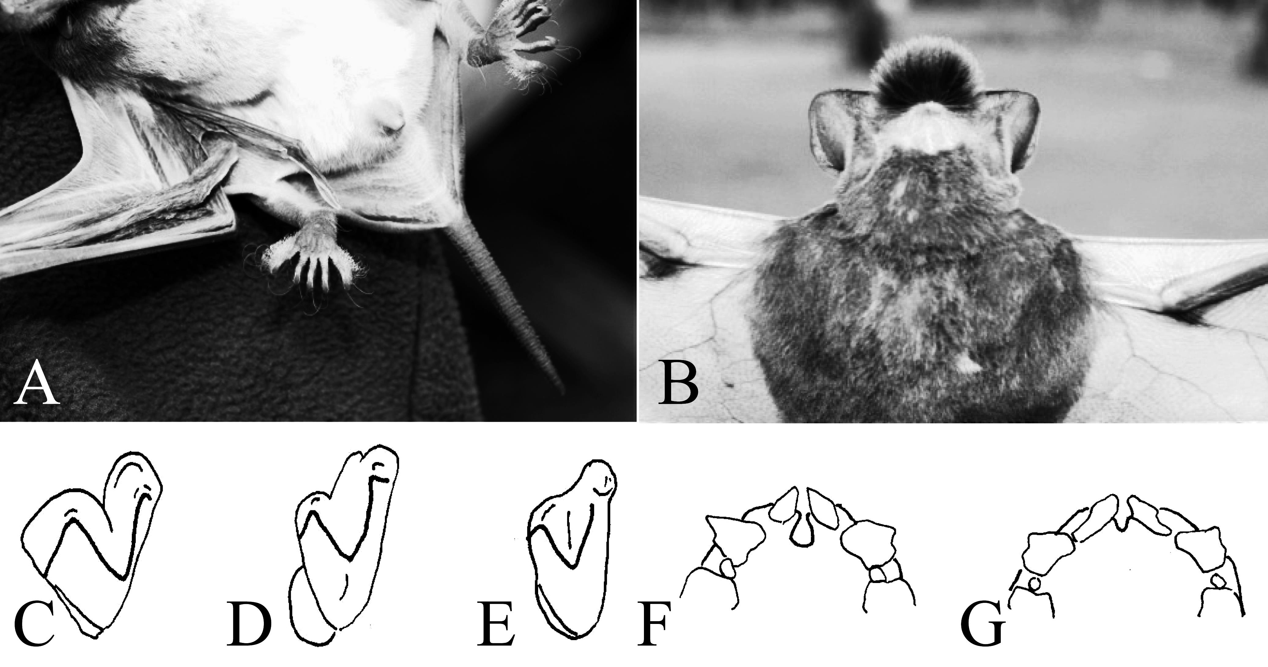 Keys to the Bats (Mammalia: Chiroptera) of East Africa