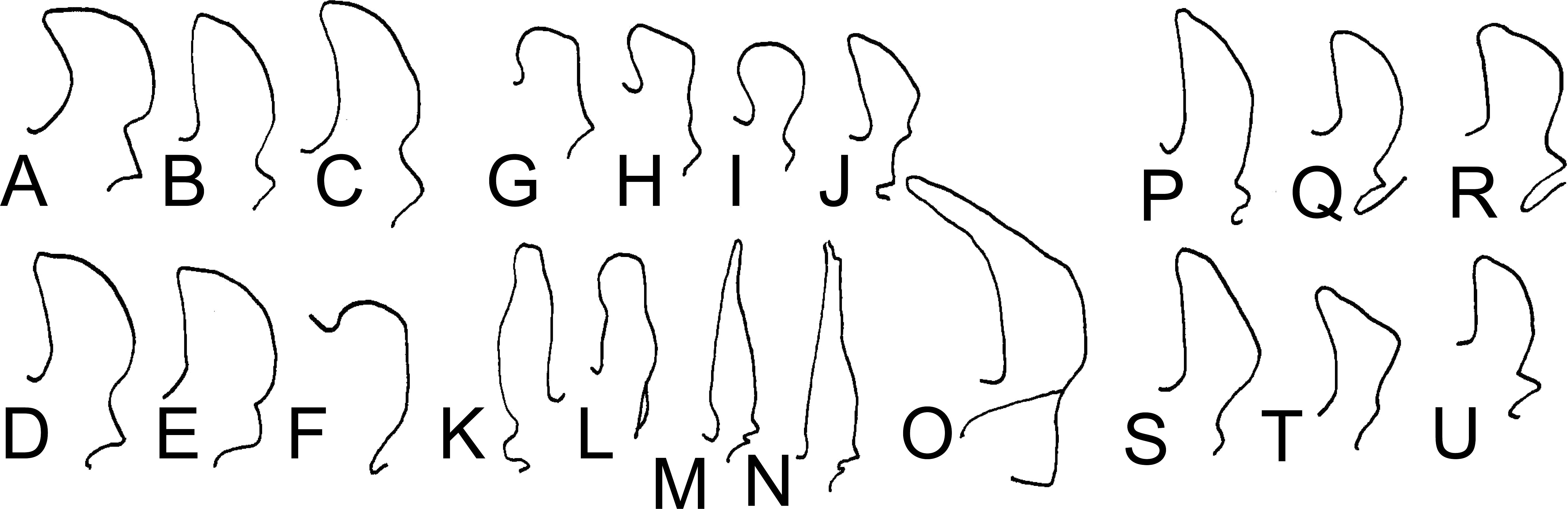 Keys To The Bats Mammalia Chiroptera Of East Africa