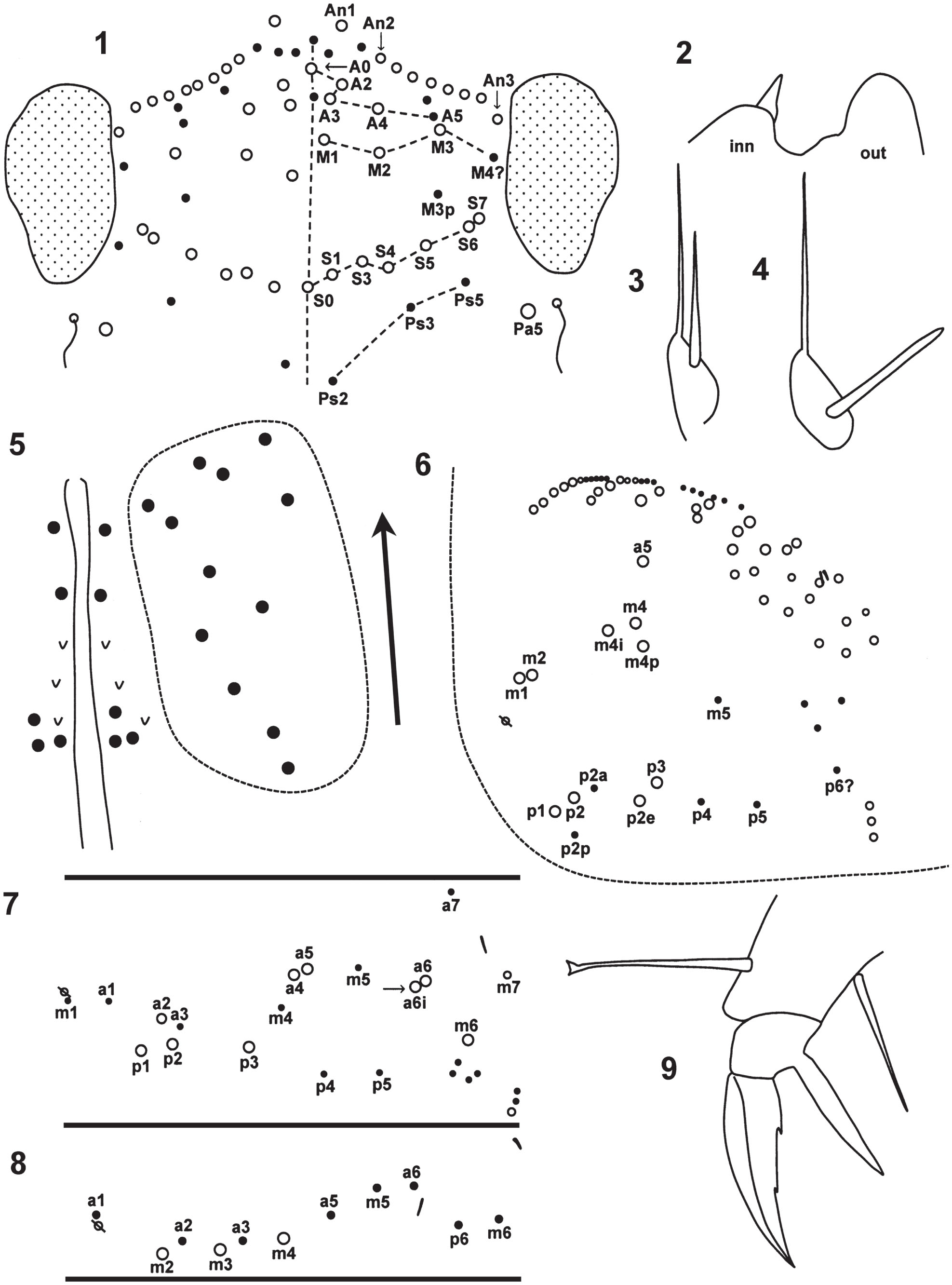 Neotropical Cyphoderus (Collembola: Paronellidae), with Comments