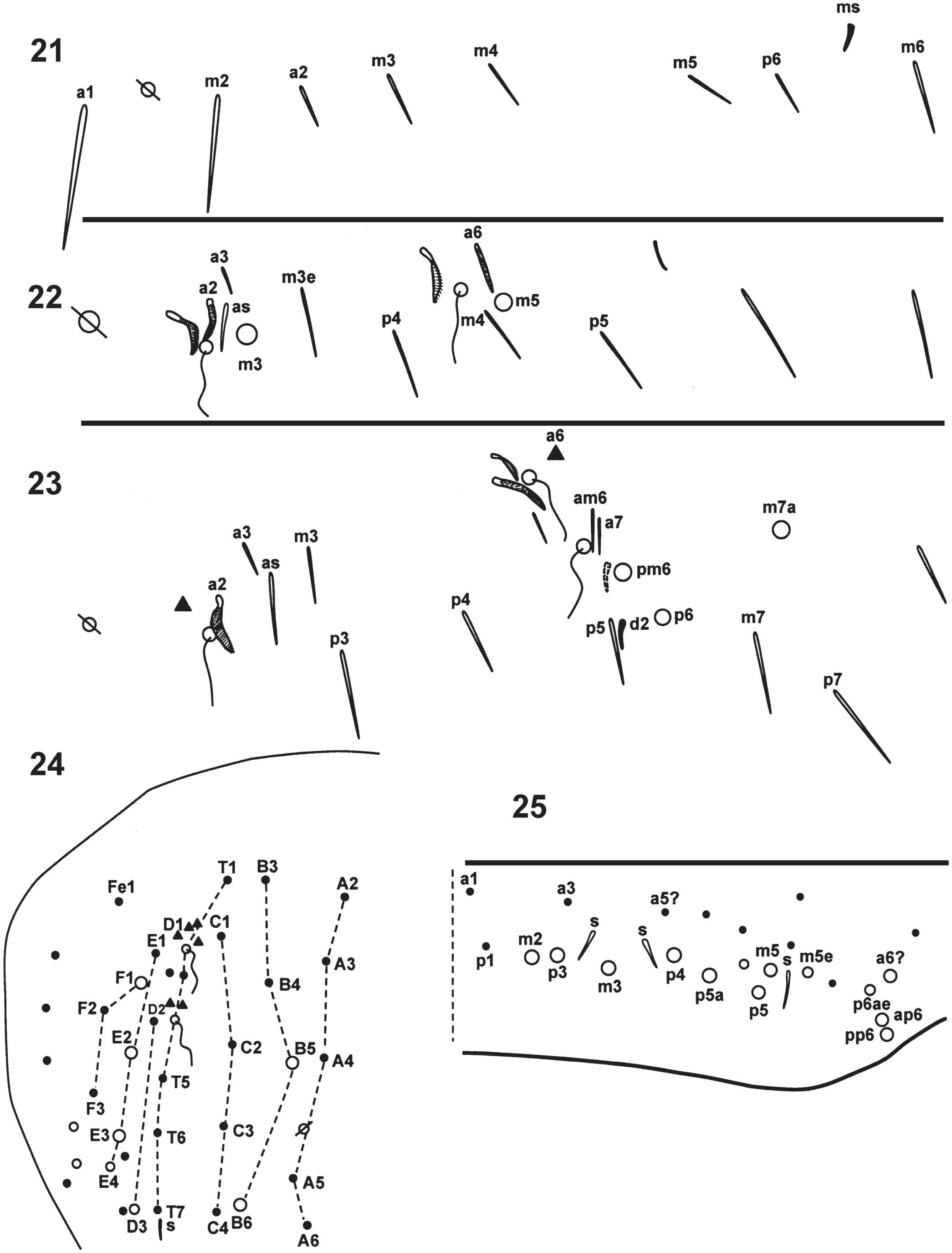 Two New Species and New Records of Springtails (Collembola ...