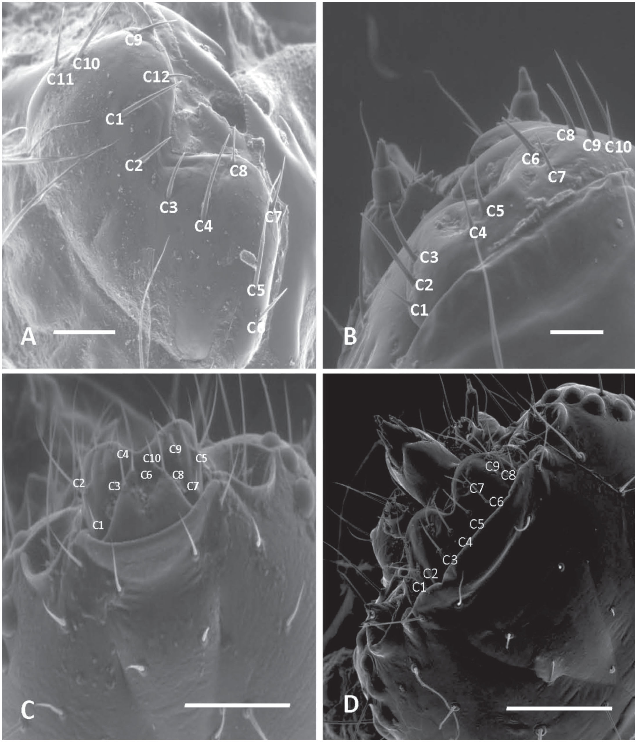 Stenochironomus roquei n. sp., larva. A, antenna, B, labrum, C