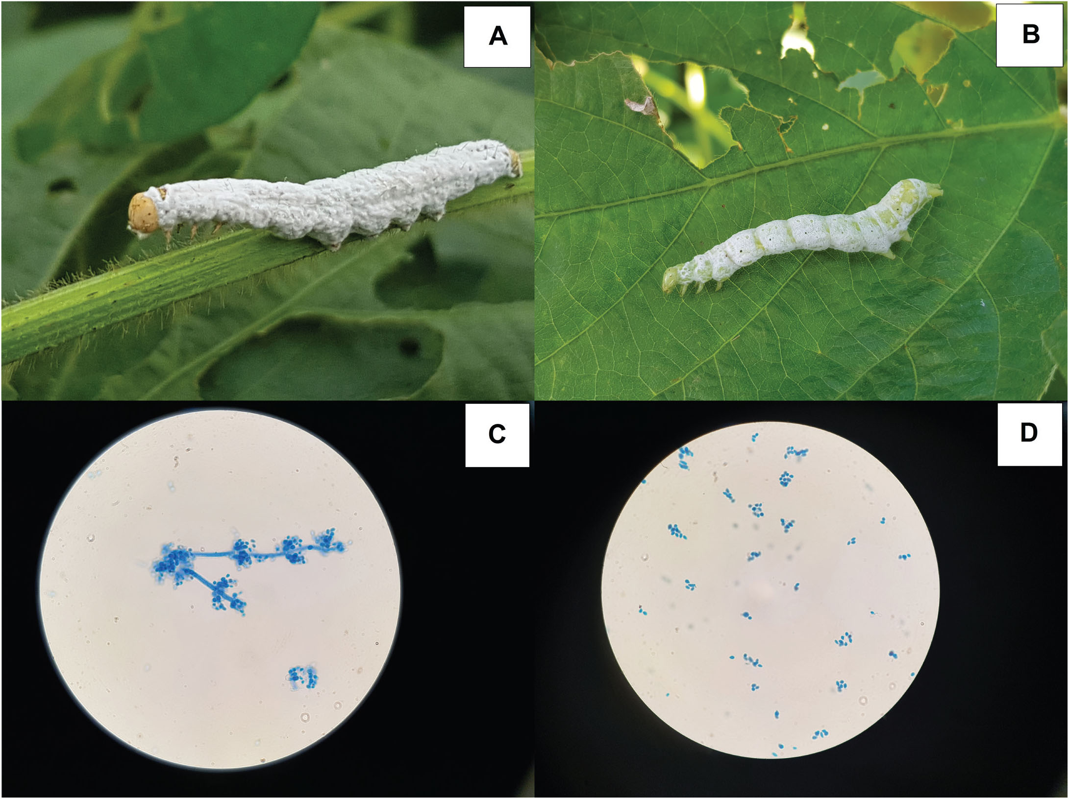 https://bioone.org/ContentImages/Journals/flen/101/3/024.101.0313/graphic/f01_517.jpg