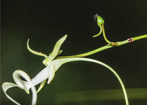 Nature & Découverte - Dendrophylax lindenii, l'orchidée fantôme