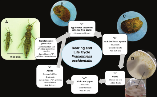 Schematic of the in vivo rearing procedure for T. nicklewoodi