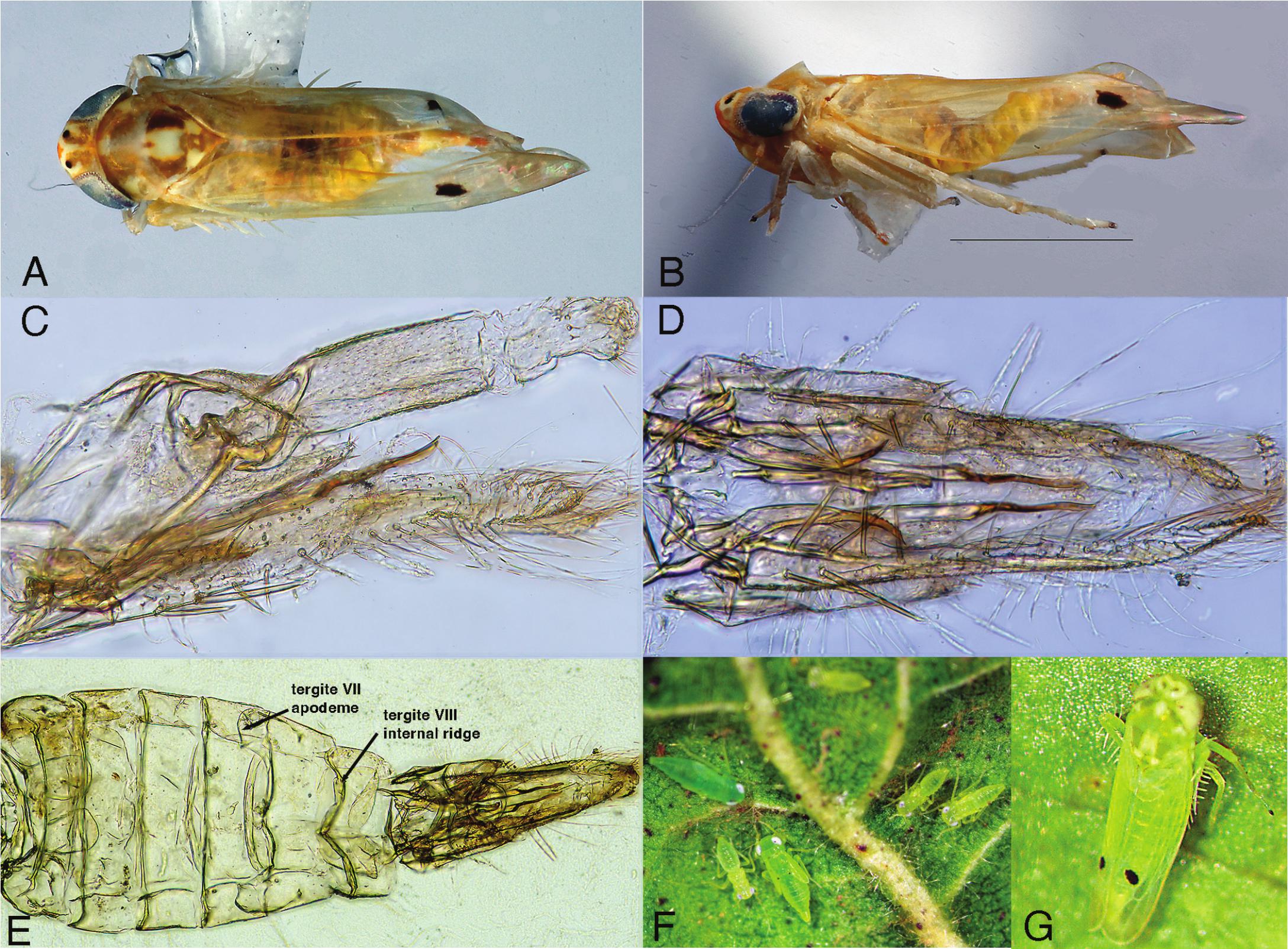 A New Invasive Pest in the Western Hemisphere: Amrasca biguttula ...