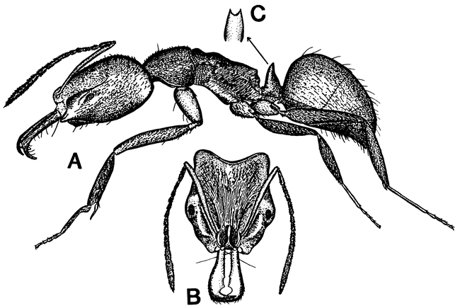 THE EXOTIC ANT ANOCHETUS MAYRI IN FLORIDA (HYMENOPTERA: FORMICIDAE)
