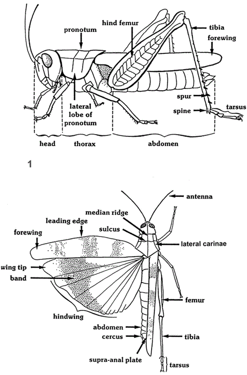 35 Diagram Of A Grasshopper With Label Labels Database 2020 9794