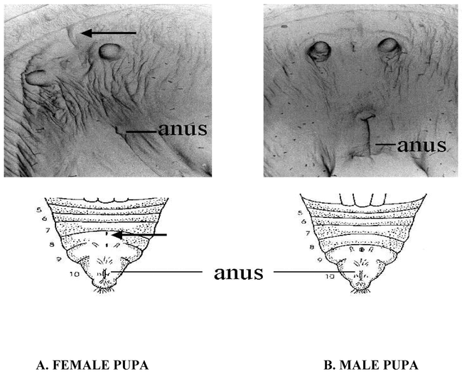 Determination Of Sex In Pupae Of Phyciodes Phaon Lepidoptera Nymphalidae 0708