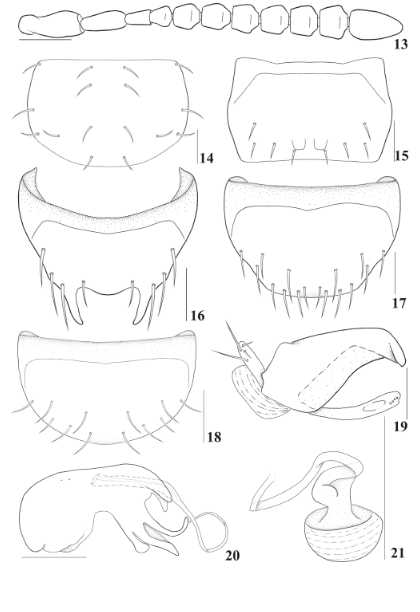 New Synonyms and Redescriptions of Three Species of the Mycophagous ...