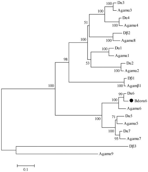 Cdna Cloning And Expression Analysis Of The Nicotinic Acetylcholine Receptor Alpha6 Subunit In The Oriental Fruit Fly Bactrocera Dorsalis Diptera Tephritidae