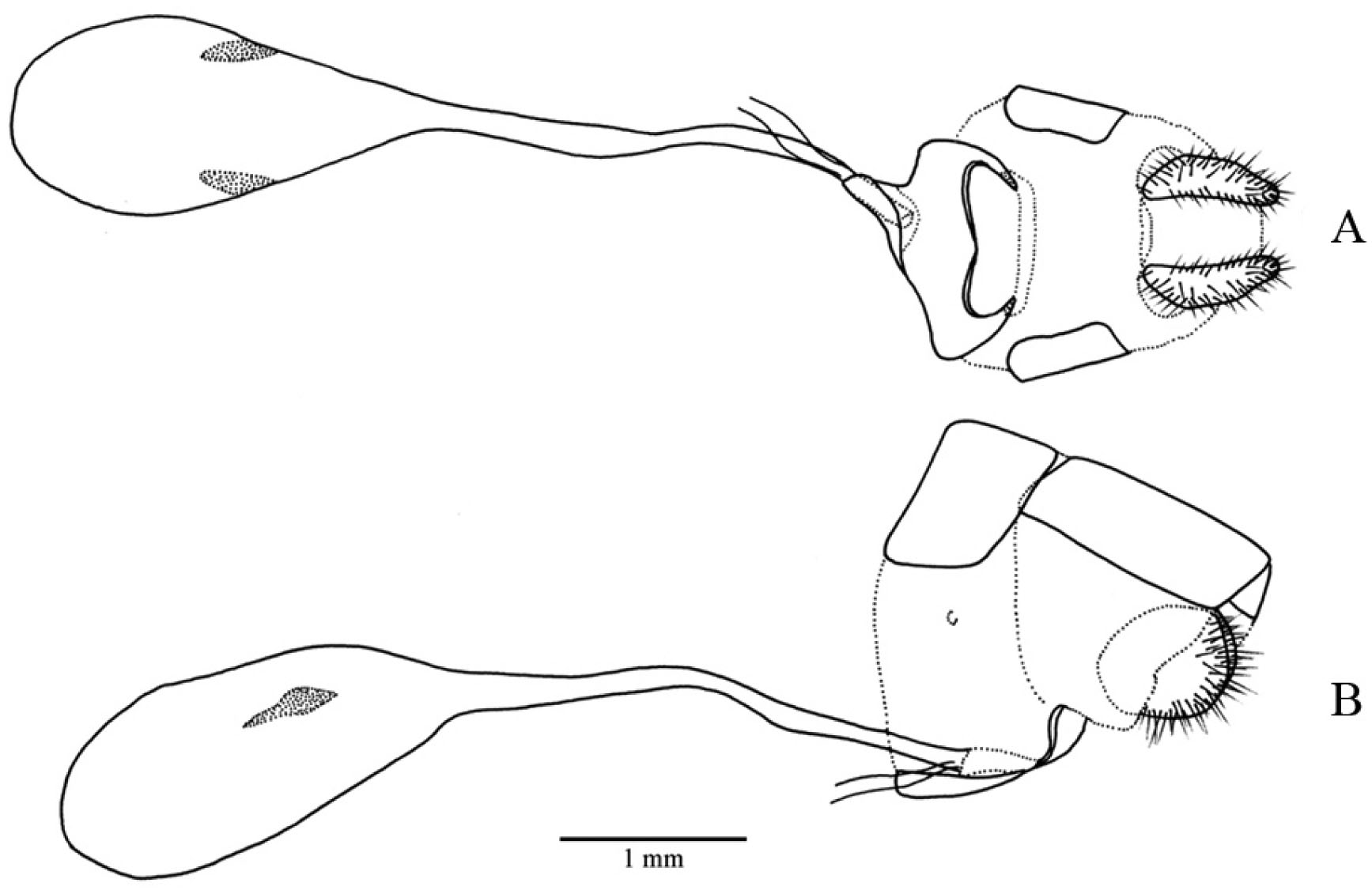 Rediscovery of Pseudotinea caprina (Lepidoptera, Riodinidae): Remarks ...