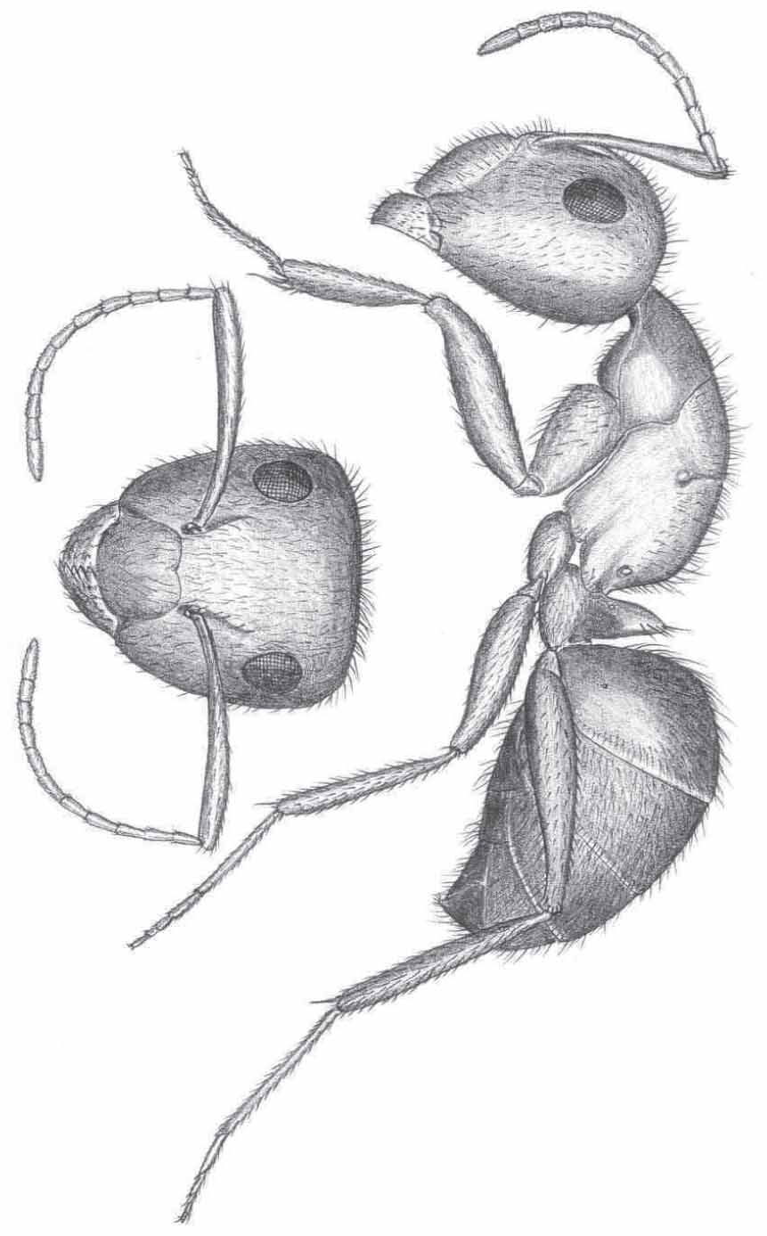 First Record of a Florida Population of the Neotropical Carpenter Ant ...