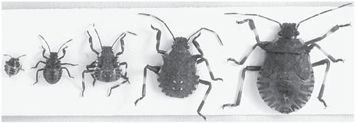 marmorated stink bug life cycle