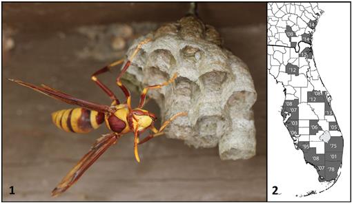 Wasp near Oklahoma City - Polistes 