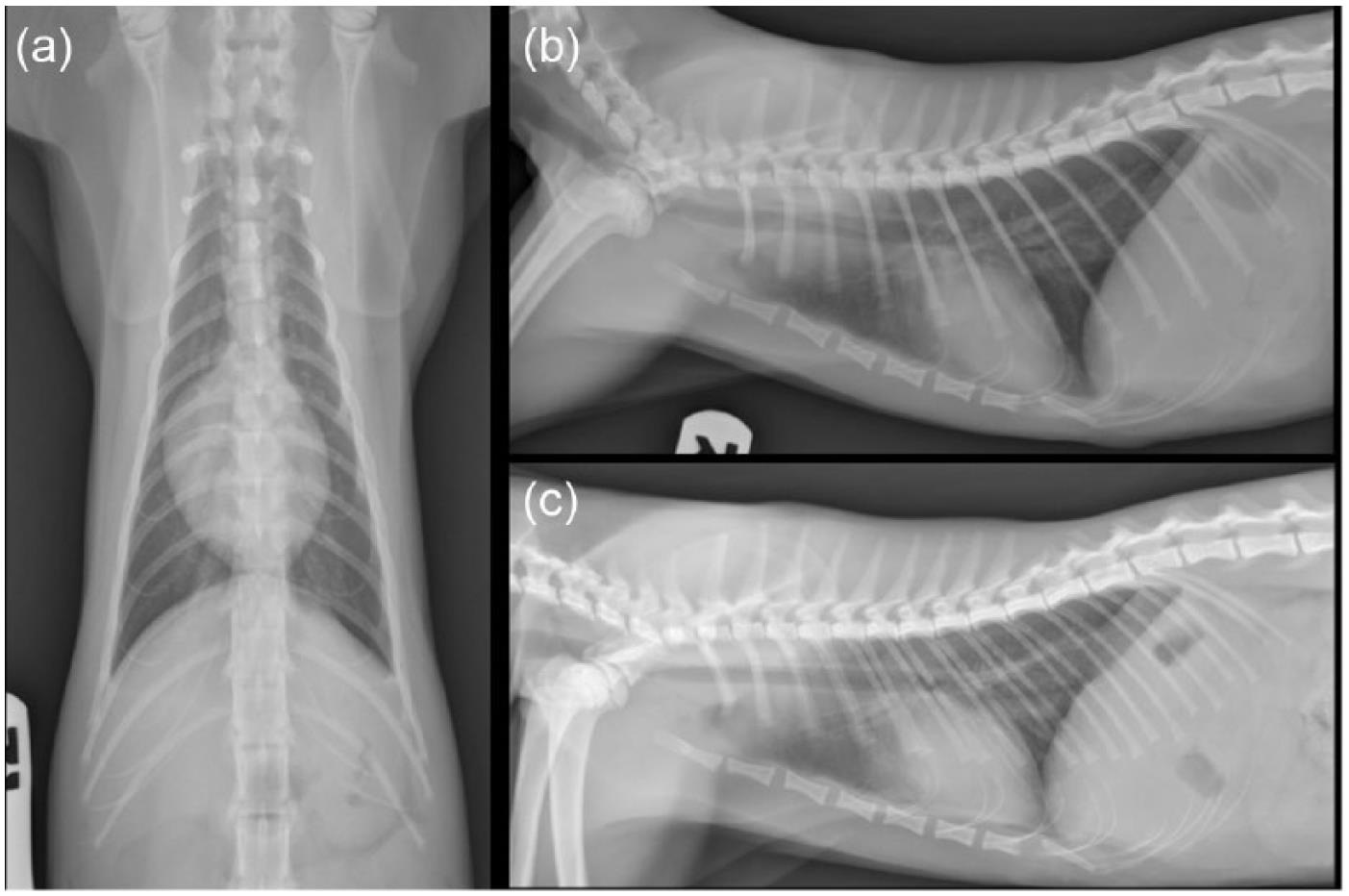 Repair of a sliding (type I) hiatal hernia in a cat via herniorrhaphy