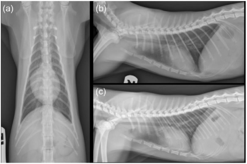 can dogs have hiatal hernias