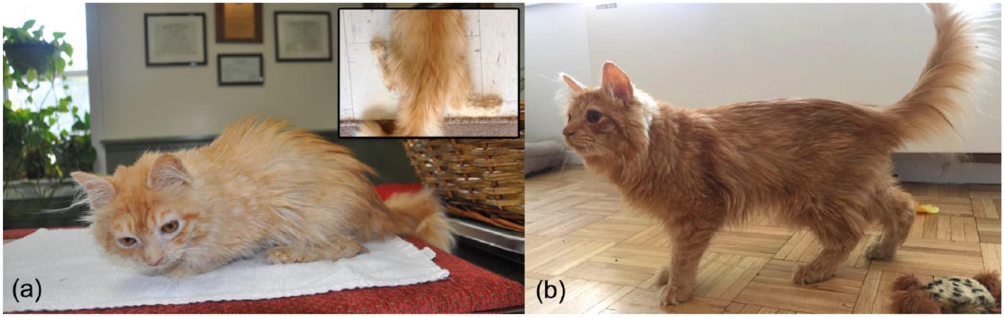 Primary goitrous hypothyroidism in a young adult domestic longhair cat