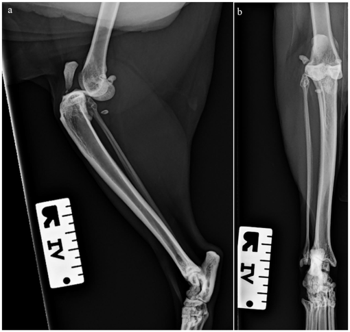 Stifle arthrodesis in a feline pelvic limb amputee