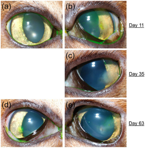 Feline dry eye syndrome of presumed neurogenic origin: a case report