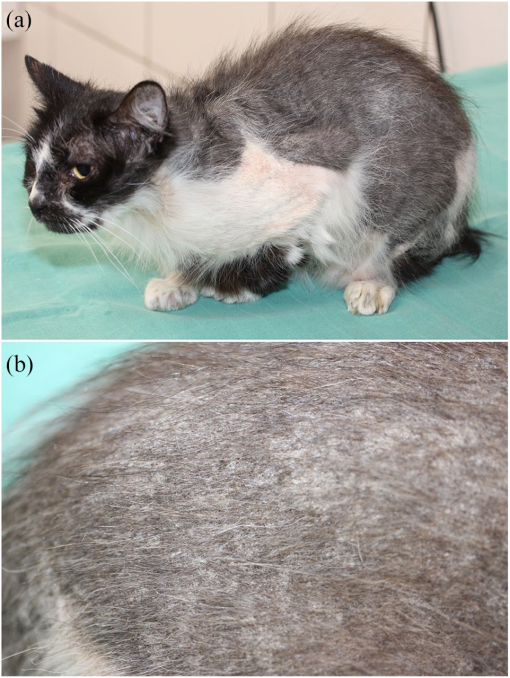 Clinical And Histological Recovery Of Non Thymoma Associated Exfoliative Dermatitis In A Cat Treated With Ciclosporin A