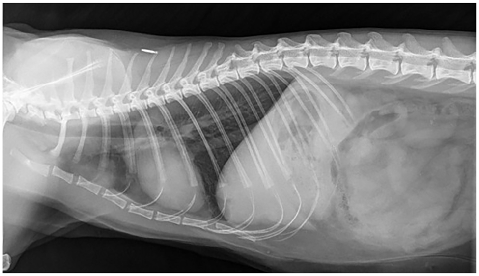 Disseminated Mycobacterium avium infection in a cat on long-term ...