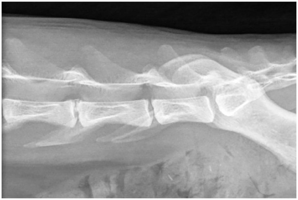 Lumbar intervertebral foraminal disc extrusion in a cat