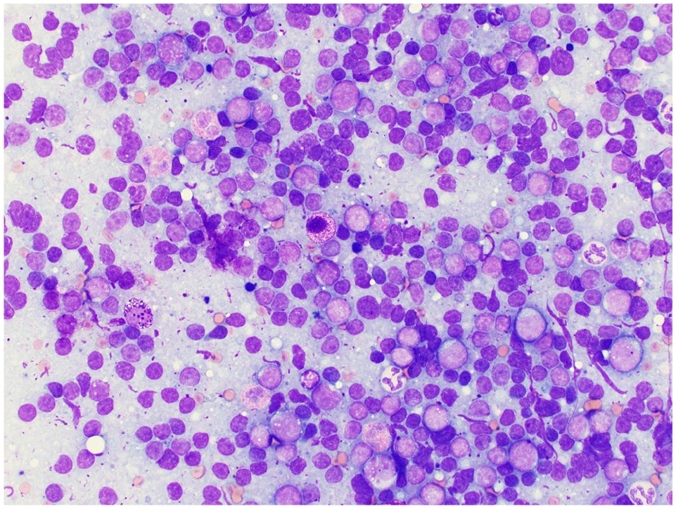 Feline eosinophilic sclerosing fibroplasia – a characteristic ...