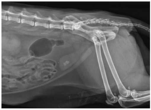 Resolution of urethral obstruction using temporary urethral stents in ...